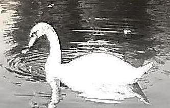 Cisne