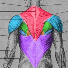 . . . Anatomia . . .